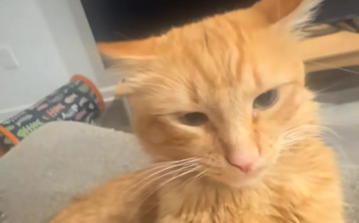 Munkába akar menni a férfi: Amit macskája tesz, azon sírva pusztul a világ