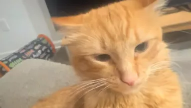 Munkába akar menni a férfi: Amit macskája tesz, azon sírva pusztul a világ