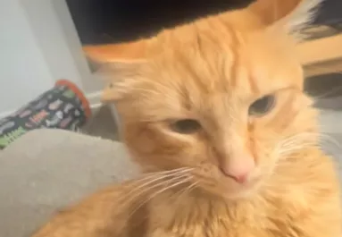 Munkába akar menni a férfi: Amit macskája tesz, azon sírva pusztul a világ