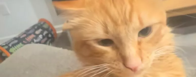 Munkába akar menni a férfi: Amit macskája tesz, azon sírva pusztul a világ