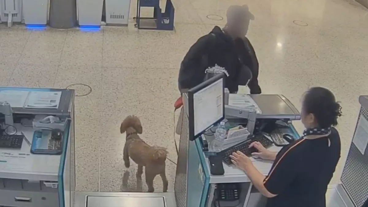 Kutyával akart utazni a nő: amit ezután tesz, összetöri a szíveket