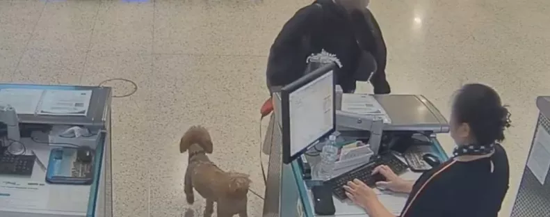 Kutyával akart utazni a nő: amit ezután tesz, összetöri a szíveket