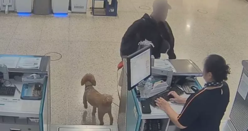 Kutyával akart utazni a nő: amit ezután tesz, összetöri a szíveket