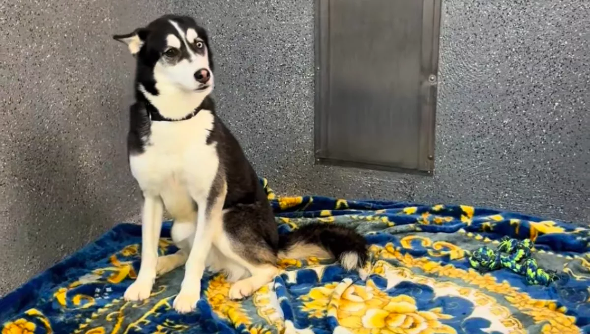 A husky minden barátját örökbe fogadták a menhelyről: röviddel ezután összetörik a gondozók szíve