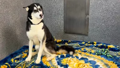 A husky minden barátját örökbe fogadták a menhelyről: röviddel ezután összetörik a gondozók szíve