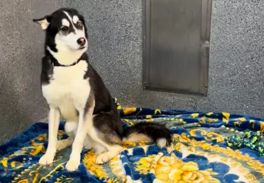 A husky minden barátját örökbe fogadták a menhelyről: röviddel ezután összetörik a gondozók szíve