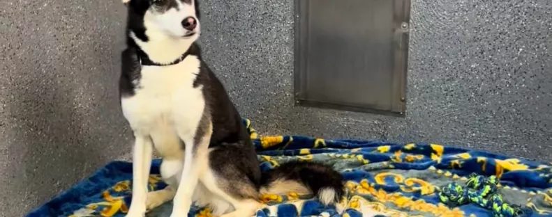 A husky minden barátját örökbe fogadták a menhelyről: röviddel ezután összetörik a gondozók szíve