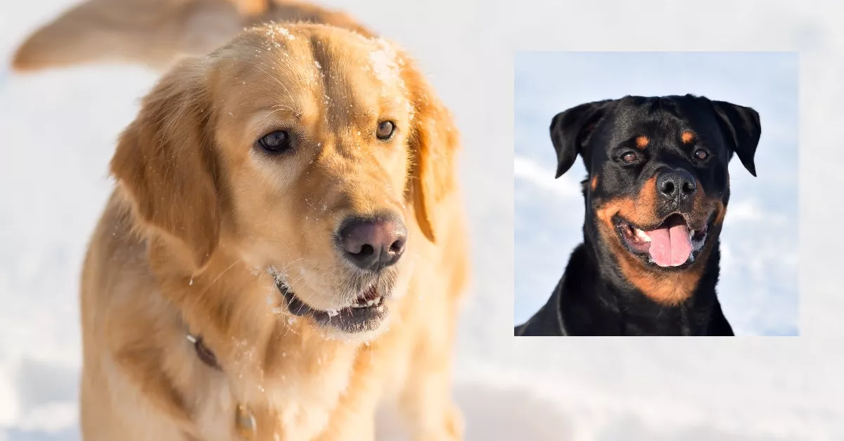 Golden retriever és rottweiler a szülők: ezek a kölykök születettek