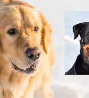 Golden retriever és rottweiler a szülők: ezek a kölykök születettek