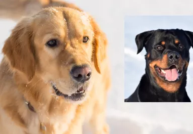 Golden retriever és rottweiler a szülők: ezek a kölykök születettek