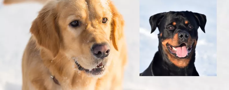 Golden retriever és rottweiler a szülők: ezek a kölykök születettek