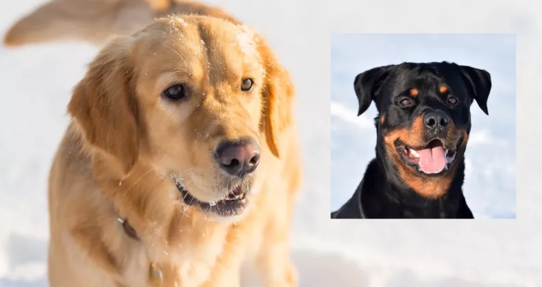 Golden retriever és rottweiler a szülők: ezek a kölykök születettek