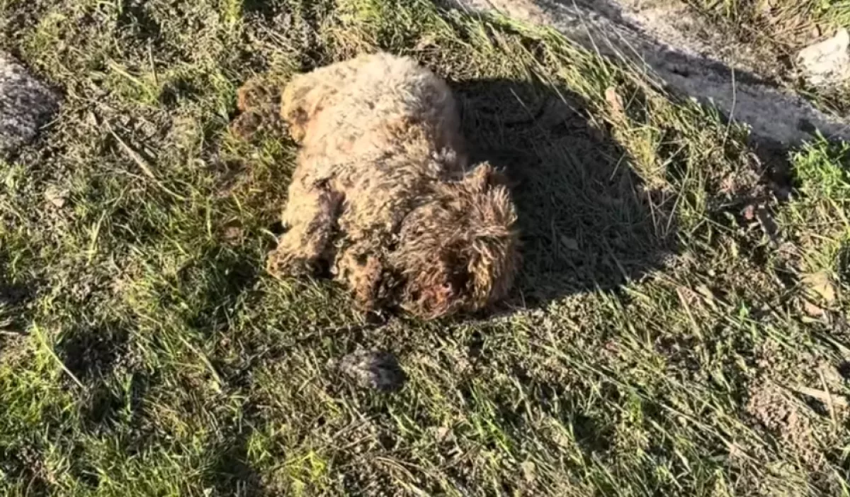 Amikor meglátta a férfi, mi fekszik az út szélén, azonnal visszafordult