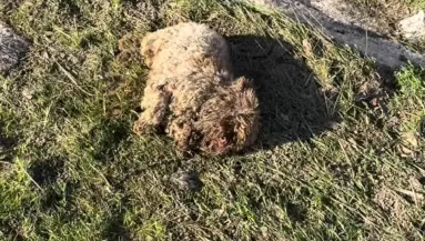 Amikor meglátta a férfi, mi fekszik az út szélén, azonnal visszafordult