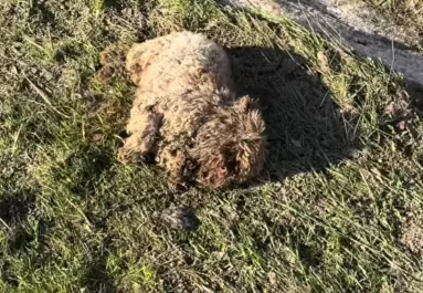 Amikor meglátta a férfi, mi fekszik az út szélén, azonnal visszafordult