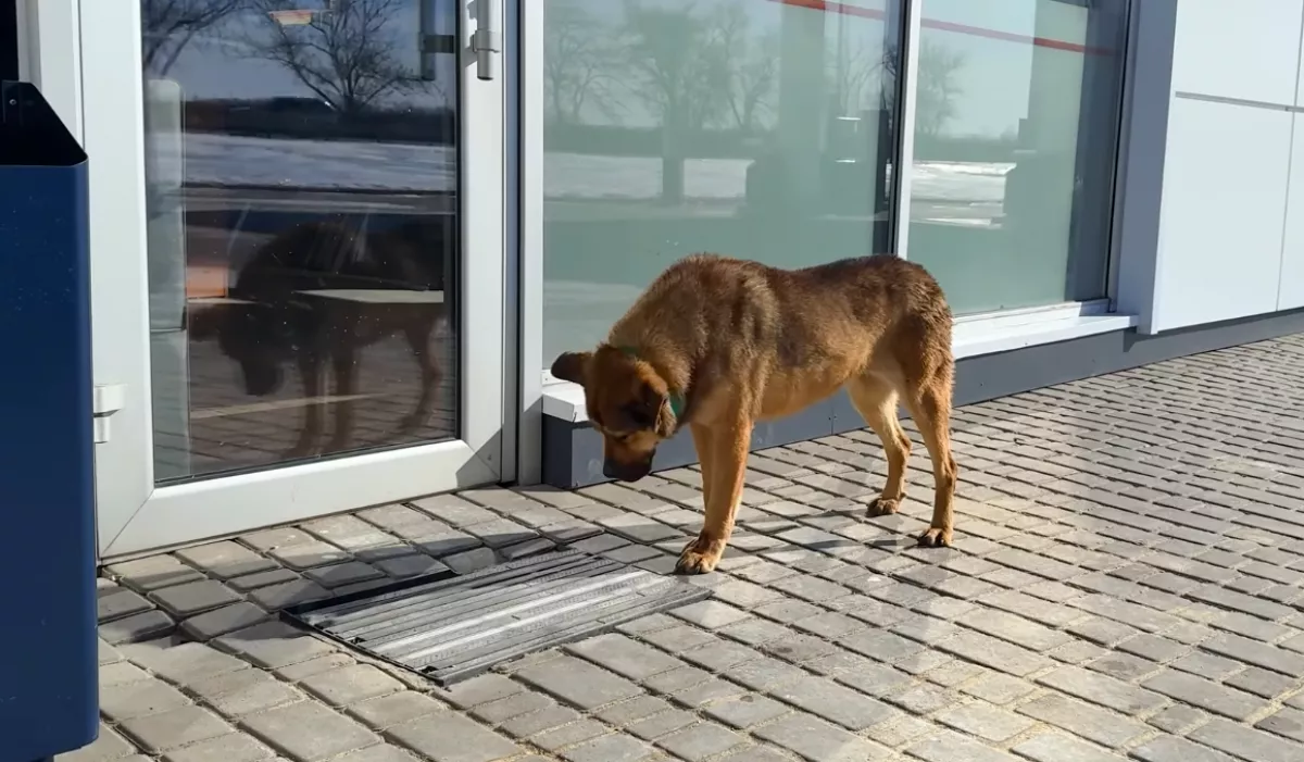 Régóta nem engedik be a kutyát: a megmentőjét lesújtotta az oka