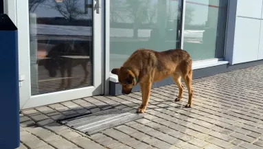 Régóta nem engedik be a kutyát: a megmentőjét lesújtotta az oka