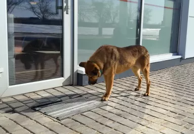 Régóta nem engedik be a kutyát: a megmentőjét lesújtotta az oka