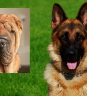 Shar pei és német juhász a szülők: hihetetlen kölyök született a szerelemből