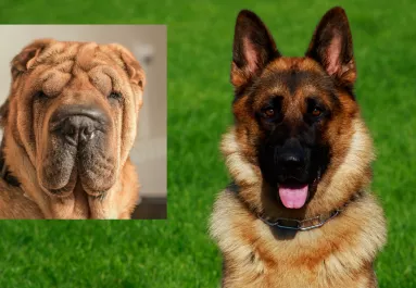 Shar pei és német juhász a szülők: hihetetlen kölyök született a szerelemből