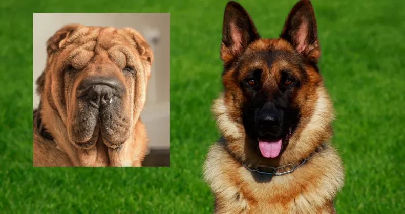 Shar pei és német juhász a szülők: hihetetlen kölyök született a szerelemből