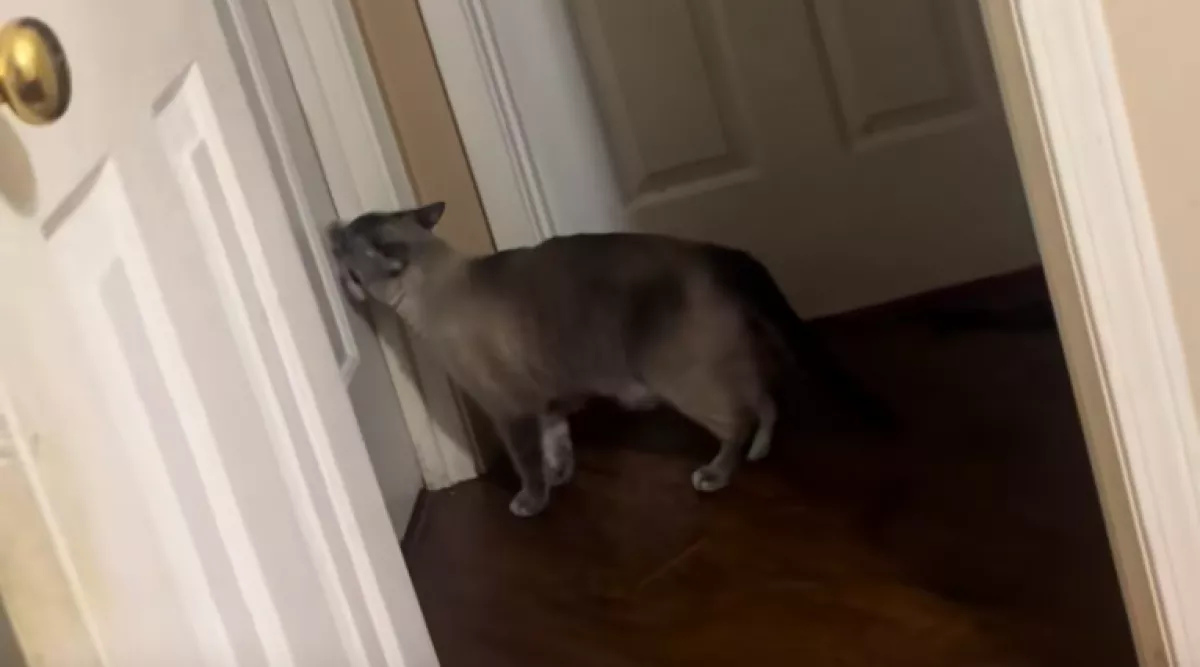 Elerednek a nő könnyei, amikor meglátja, mit csinál a macskája minden este