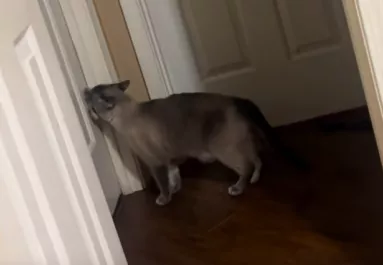 Elerednek a nő könnyei, amikor meglátja, mit csinál a macskája minden este