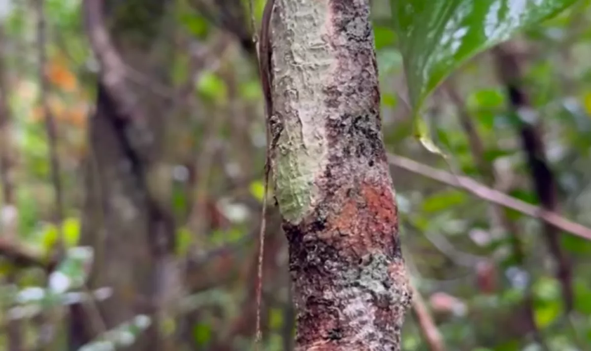Fát fényképeznek a túrázók: Csak percekkel később jönnek rá az igazságra