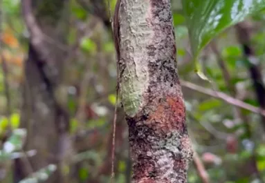 Fát fényképeznek a túrázók: Csak percekkel később jönnek rá az igazságra