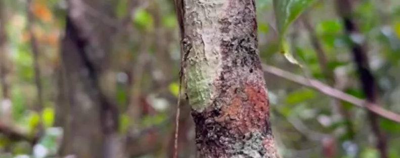 Fát fényképeznek a túrázók: Csak percekkel később jönnek rá az igazságra