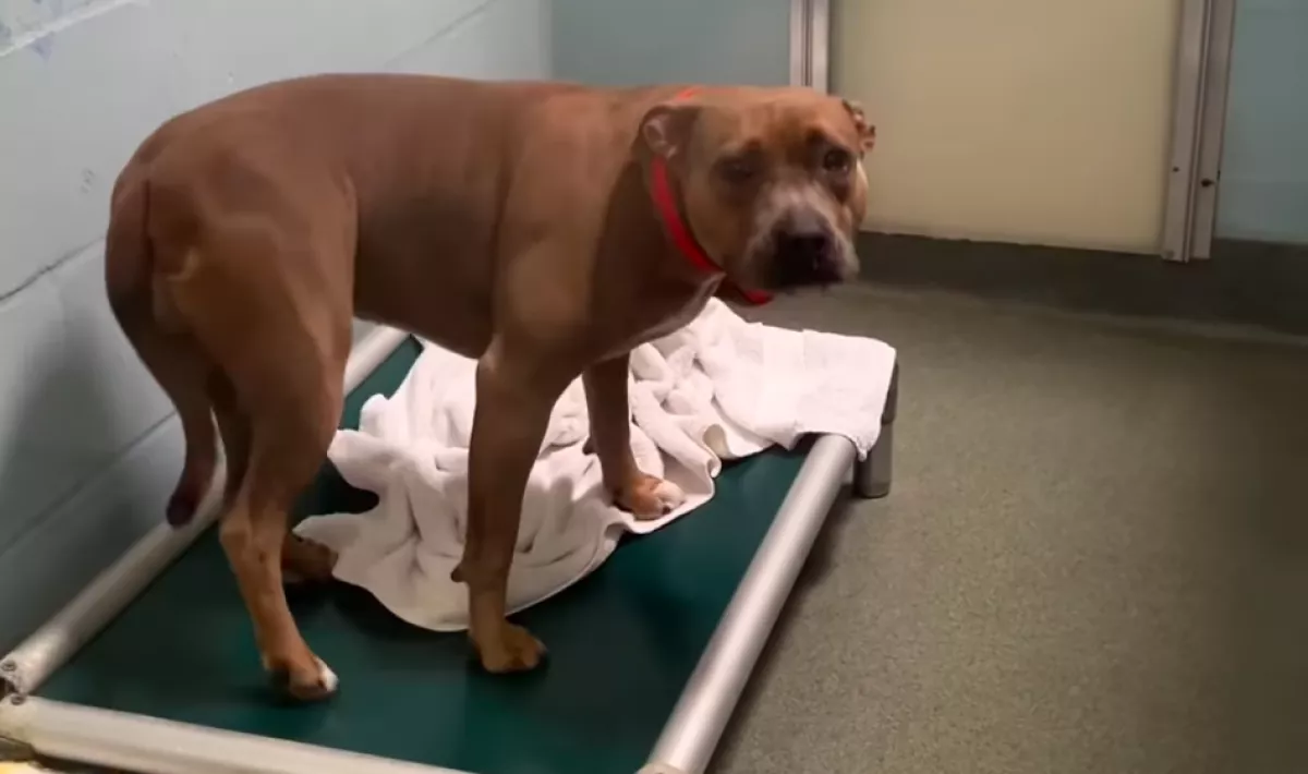 400 nap után került el a menhelyről a kutya: ami ezután történt, összetöri a gondozók szívét