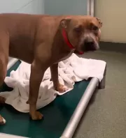 400 nap után került el a menhelyről a kutya: ami ezután történt, összetöri a gondozók szívét