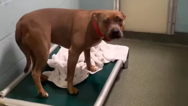 400 nap után került el a menhelyről a kutya: ami ezután történt, összetöri a gondozók szívét