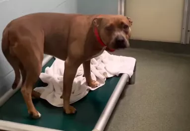 400 nap után került el a menhelyről a kutya: ami ezután történt, összetöri a gondozók szívét