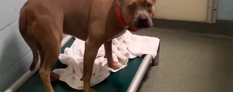 400 nap után került el a menhelyről a kutya: ami ezután történt, összetöri a gondozók szívét