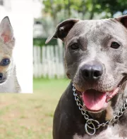 Csivava és pitbull a szülők: ez a kölyök született