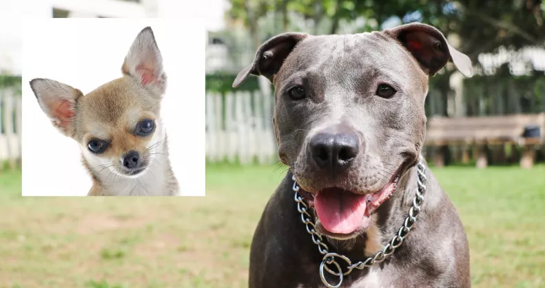 Csivava és pitbull a szülők: ez a kölyök született