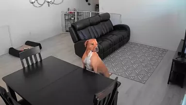 Először hagyják egyedül otthon a fiatal kutyust: amit tesz, sok szívet megérint