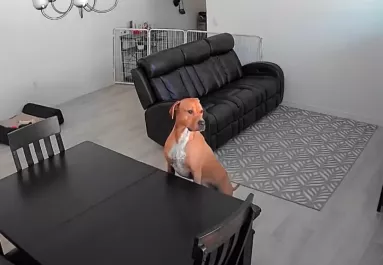 Először hagyják egyedül otthon a fiatal kutyust: amit tesz, sok szívet megérint