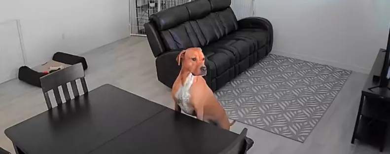 Először hagyják egyedül otthon a fiatal kutyust: amit tesz, sok szívet megérint