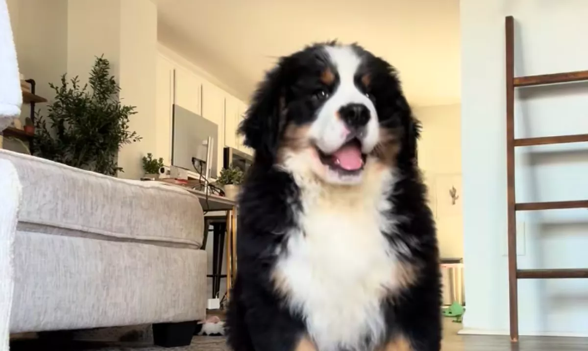 Leteszi a berni pásztor kölyköt a nő: amit a kutyus ezután tesz, pusztító