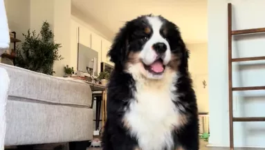 Leteszi a berni pásztor kölyköt a nő: amit a kutyus ezután tesz, pusztító