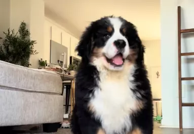 Leteszi a berni pásztor kölyköt a nő: amit a kutyus ezután tesz, pusztító