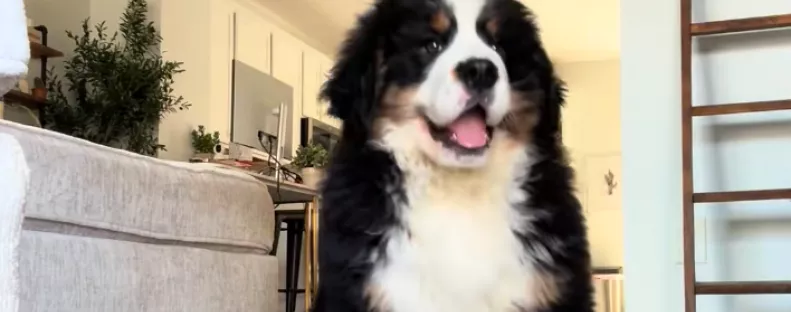 Leteszi a berni pásztor kölyköt a nő: amit a kutyus ezután tesz, pusztító