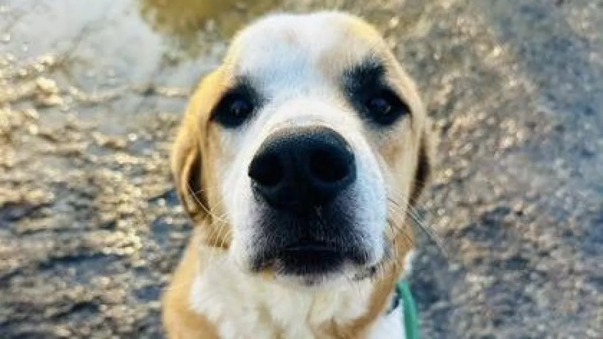 Új kutya érkezik a menhelyre – amit este tesz, attól összetörik a gondozók szíve