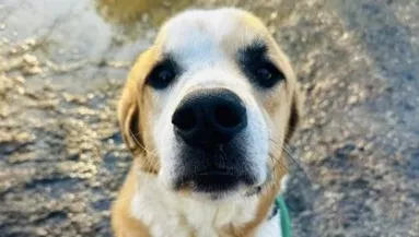 Új kutya érkezik a menhelyre – amit este tesz, attól összetörik a gondozók szíve