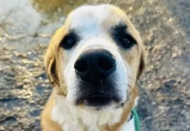 Új kutya érkezik a menhelyre – amit este tesz, attól összetörik a gondozók szíve