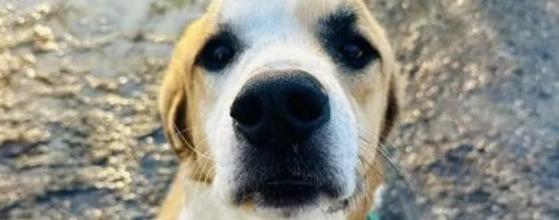 Új kutya érkezik a menhelyre – amit este tesz, attól összetörik a gondozók szíve