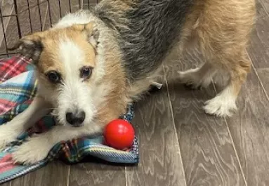 Örökbeadták a kutyát: amit 8 évvel később a menhely megtud, összetöri a szívüket