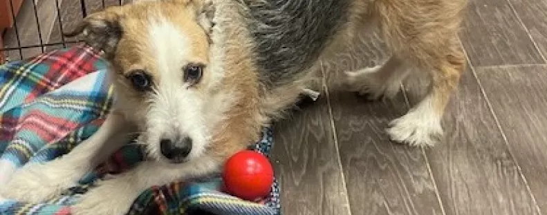 Örökbeadták a kutyát: amit 8 évvel később a menhely megtud, összetöri a szívüket